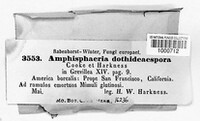 Amphisphaeria dothideospora image